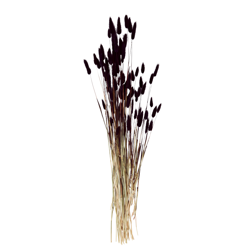 Trockenblume - Lagurus ovatus black von Madam Stoltz