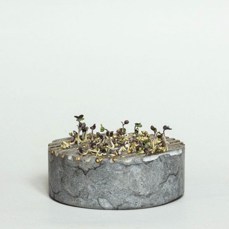 Sprout Stein - GROWING PLATE grey von Stenhuggardottern