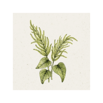 Pflanzensamen - Fuchsschwanz Amaranthus caudatus von Jora Dahl